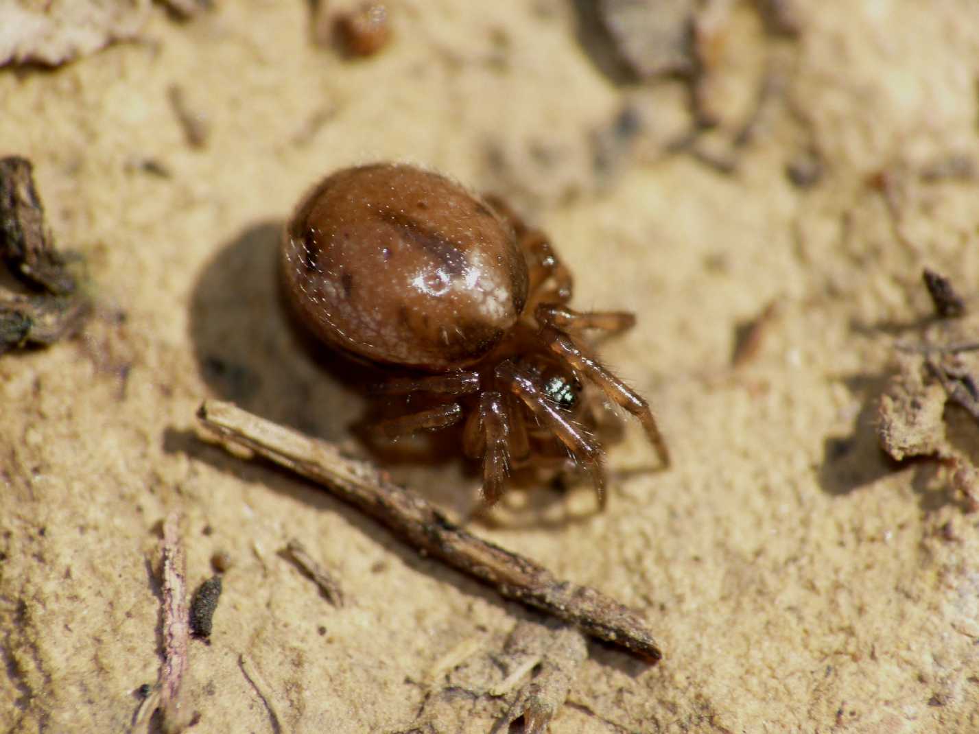 Robertus sp. (Theridiidae)